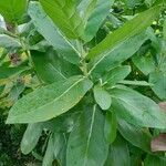 Calotropis gigantea leaf picture by Fai Zin (cc-by-sa)