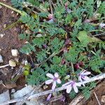 Erodium cicutarium (l.) l'hér. habit picture by Llandrich anna (cc-by-sa)