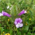 Cleonia lusitanica flower picture by Morcillo Moreno Emilio Morcillo Moreno (cc-by-sa)