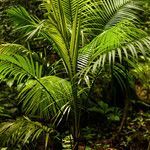 Euterpe edulis leaf picture by Barros Carlos Eduardo (cc-by-sa)