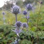 Eryngium bourgatii flower picture by marie lacharme (cc-by-sa)