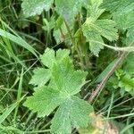 Geranium phaeum leaf picture by Eric Godineau (cc-by-sa)