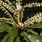 Clethra hondurensis flower picture by Nelson Zamora Villalobos (cc-by-nc)