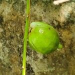 Barringtonia acutangula fruit picture by John Tasirin (cc-by-sa)