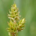 Carex canescens flower picture by Yoan MARTIN (cc-by-sa)