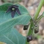 Vincetoxicum nigrum flower picture by Stéphane Mars (cc-by-sa)