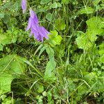 Campanula rapunculoides habit picture by Francois Mansour (cc-by-sa)