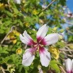 Malva acerifolia flower picture by Quentin Faye (cc-by-sa)