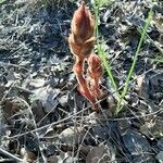 Orobanche alba leaf picture by Danielle MASSON (cc-by-sa)