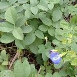 Clitoria ternatea leaf picture by Naveen Yadav (cc-by-sa)