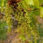 Quercus robur flower picture by Kai Best (cc-by-sa)