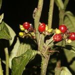 Psychotria psychotriifolia fruit picture by Nelson Zamora Villalobos (cc-by-nc)