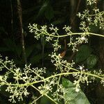 Amyris brenesii flower picture by Nelson Zamora Villalobos (cc-by-nc)