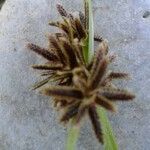 Cyperus fuscus fruit picture by Jérôme Armand (cc-by-sa)