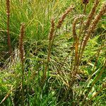 Plantago alpina fruit picture by Noel Benson (cc-by-sa)