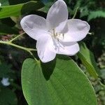 Bauhinia acuminata flower picture by SOMNATH SOMNATH CHAKROBORTTY (cc-by-sa)