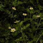 Kallstroemia pubescens habit picture by Nelson Zamora Villalobos (cc-by-nc)