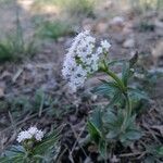 Valeriana tripteris flower picture by Sandra Tatzreiter (cc-by-sa)