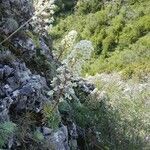 Saxifraga longifolia habit picture by Gabriel Mayrhofer (cc-by-sa)