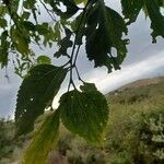 Celtis africana leaf picture by tembela paqula (cc-by-sa)