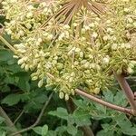 Angelica atropurpurea flower picture by Brenda Foust (cc-by-sa)