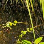 Sagittaria sagittifolia fruit picture by Vitalii🌺Suprun (cc-by-sa)