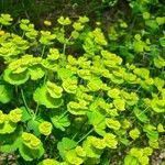 Euphorbia platyphyllos habit picture by Philippe Macquet (cc-by-sa)