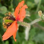 Papaver pinnatifidum flower picture by Maarten Vanhove (cc-by-sa)