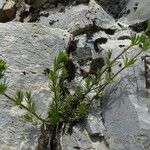 Galium pusillum habit picture by francois tissot (cc-by-sa)