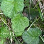 Geum coccineum leaf picture by Stefana Popova (cc-by-sa)