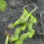 Hippocrepis comosa fruit picture by Llandrich anna (cc-by-sa)