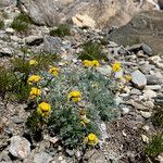 Artemisia glacialis habit picture by Fabien Anthelme (cc-by-sa)