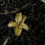 Pinguicula chilensis habit picture by Daniel Barthelemy (cc-by-nc)