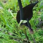 Arum palaestinum flower picture by Beeing You (cc-by-sa)