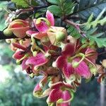 Lomatia ferruginea flower picture by Daniel Barthelemy (cc-by-nc)