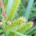 Carex polysticha fruit picture by Trap Hers (cc-by-sa)