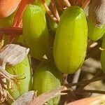 Aloe striata fruit picture by Magalie Delalande (cc-by-sa)