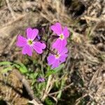 Malcolmia graeca flower picture by David James (cc-by-sa)