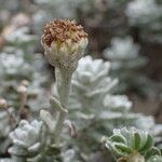 Achillea maritima fruit picture by Sylvain Piry (cc-by-sa)