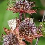 Geum coccineum fruit picture by Else Nolden (cc-by-sa)