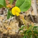 Coronilla repanda flower picture by Steve Orridge (cc-by-sa)