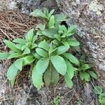 Digitalis thapsi habit picture by Collados Ana (cc-by-sa)