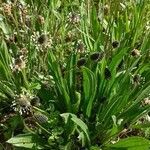 Plantago argentea habit picture by Alain Lagrave (cc-by-sa)