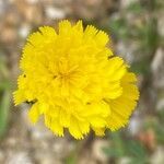 Pilosella glacialis flower picture by Francois Mansour (cc-by-sa)