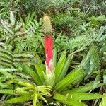 Aechmea ornata flower picture by Brazil Coruja (cc-by-sa)