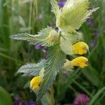 Rhinanthus minor leaf picture by Gremmelspacher Benedikt (cc-by-sa)