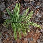 Lindsaea nervosa leaf picture by Richard Chesher (cc-by-sa)