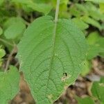 Physalis pubescens leaf picture by Natem Atuk (cc-by-sa)