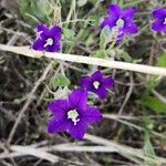 Legousia hybrida flower picture by Lawree Lawree (cc-by-sa)