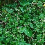 Galium rotundifolium habit picture by Pierre LEON (cc-by-sa)